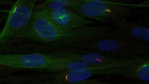 A view of stained CKAP2 cells