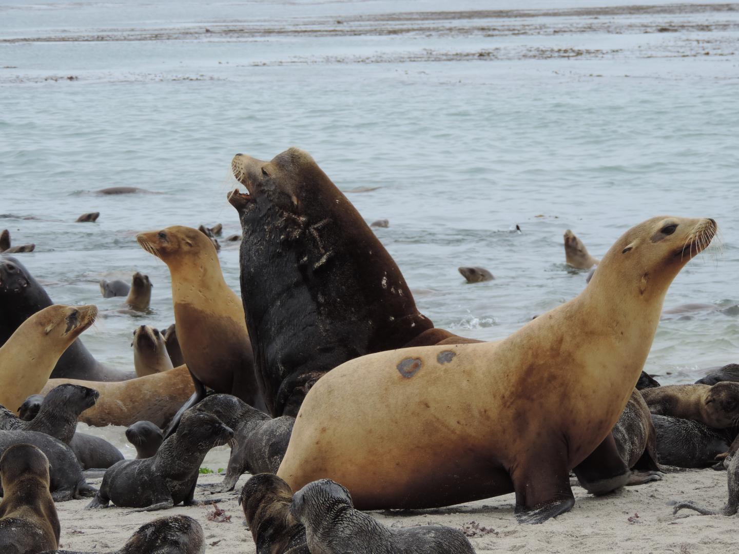 Sea Lions