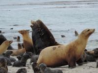 Sea Lions