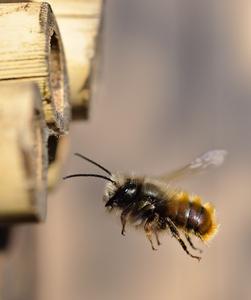 Red mason bee in flight.