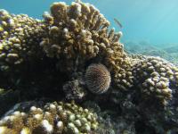 Coral Ecosystems