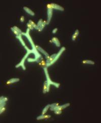 DNA-Stained Micrograph