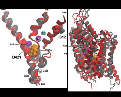 Molecular Models