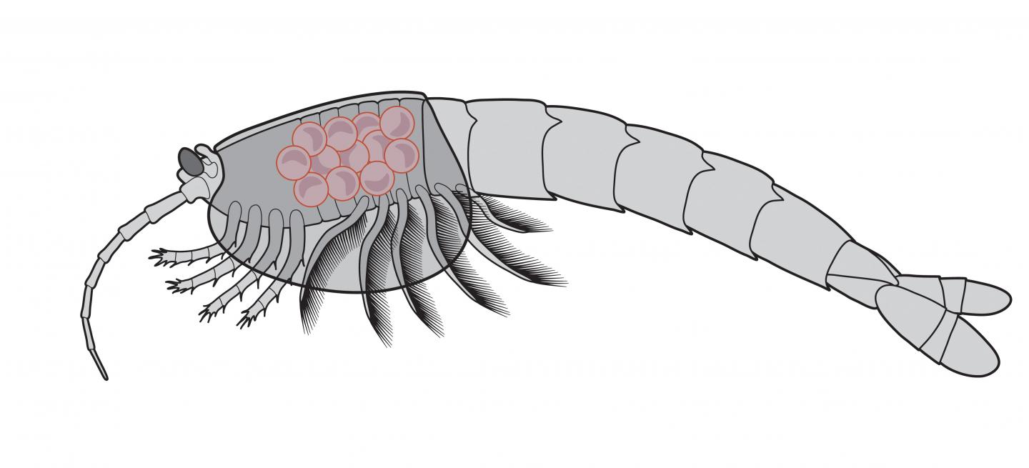 <em>Waptia fieldensis</em> with Brooded Eggs -- Illustration
