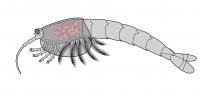 <em>Waptia fieldensis</em> with Brooded Eggs -- Illustration