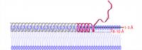 Structural Representation of Topology and Immersion Depth of Membrane-Bound Alpha Synuclein