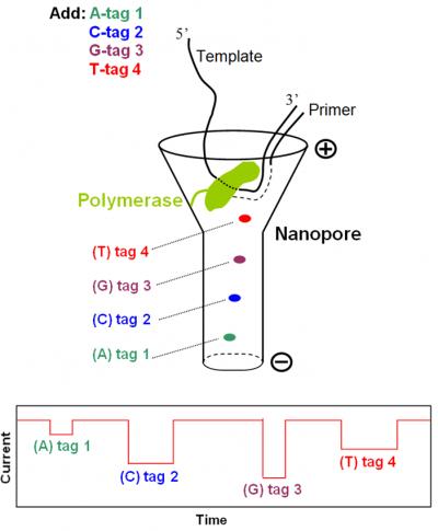 Columbia Engineering's Single Molecule Electronic DNA Sequencing by Synthesis Using Tagged Nucleotides and Nanopore Detection