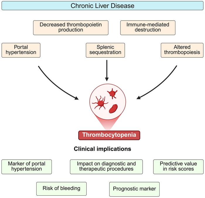 The Mechanisms behind Thrombocytopenia in Patients with Portal Hypertension and Chronic Liver Disease