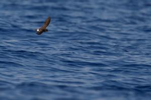Flying