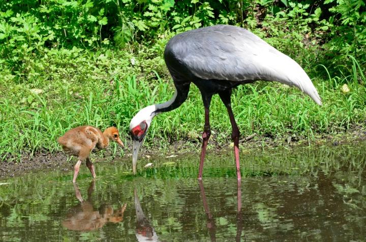 White-Naped Crane