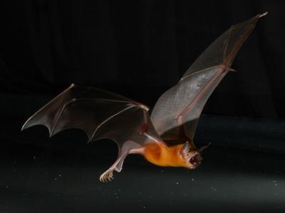 <i>Noctilio leprinus</i>, Panama 