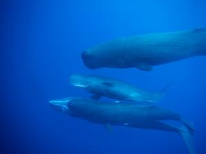 CETI_sperm_whales
