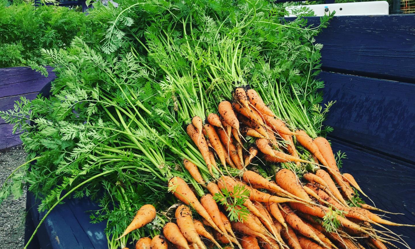 Photo of Carrots