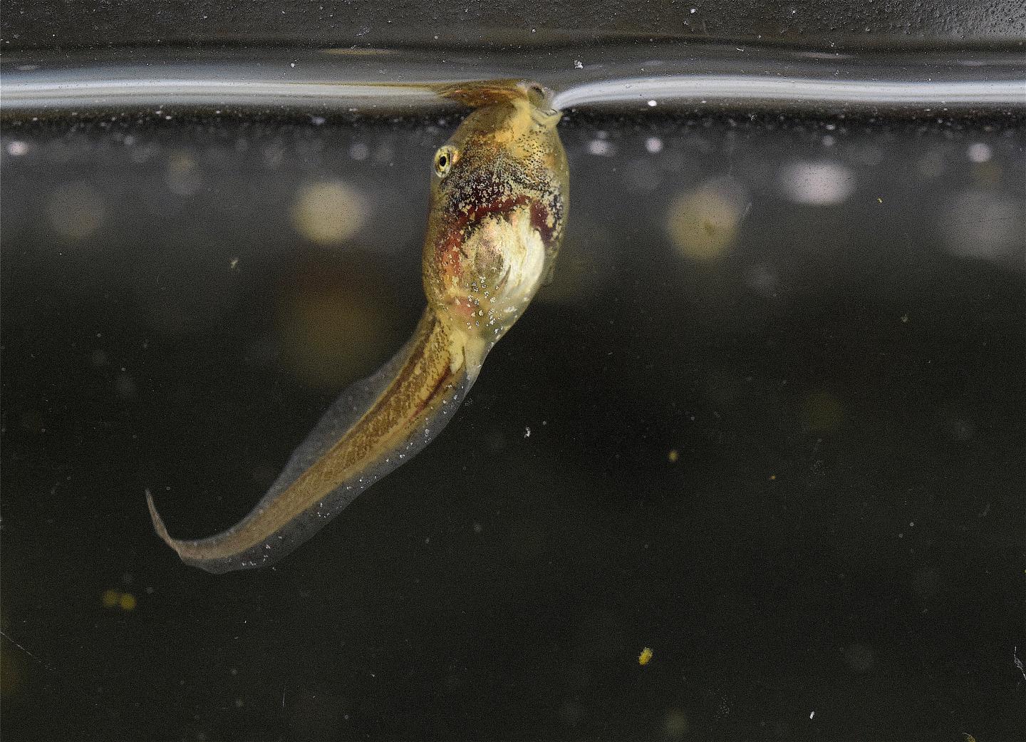 Spring Peeper Tadpole Bubble-sucking