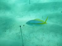 Yellowtail & Squid Pop