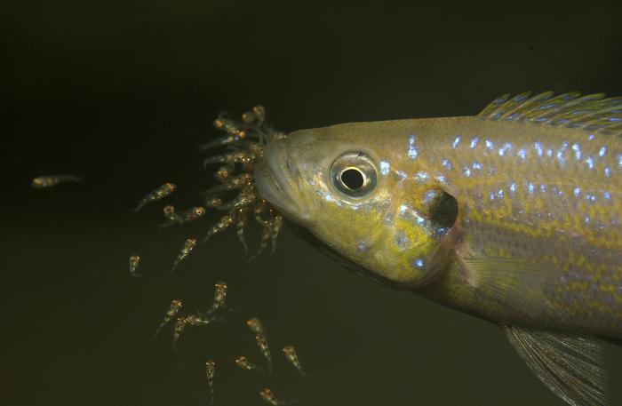Cichlid fish Perissodus microlepis