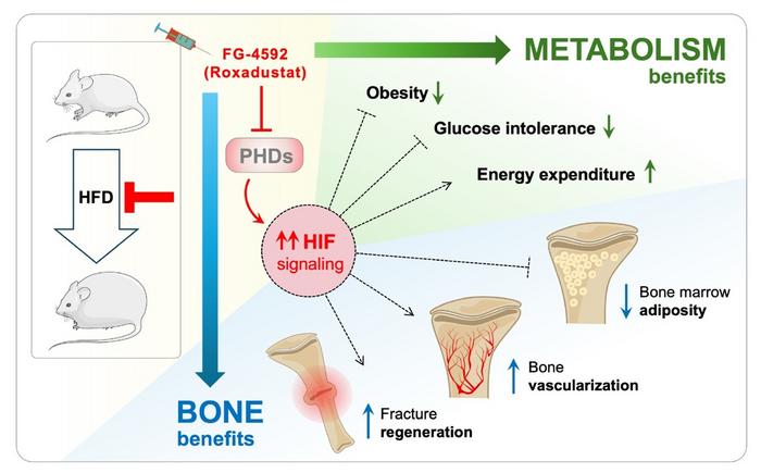 Pharmacological activation of hypoxia signaling improves metabolism and bone health in obesity