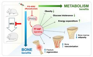 Pharmacological activation of hypoxia signaling improves metabolism and bone health in obesity