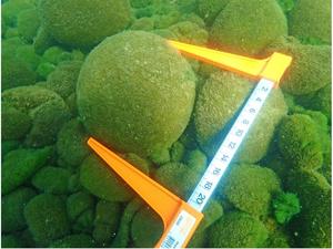 JAPAN Algae - まる Unique marimo threatened by rising lake temperatures