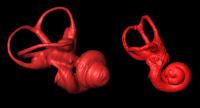 Comparing Semicircular Canals and Cochleas