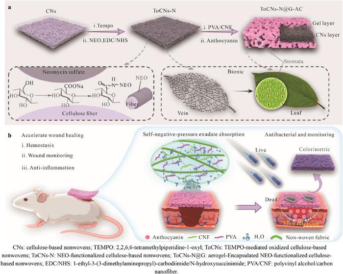 Leaf-Inspired Bandage Heals, Hints and Vanishes