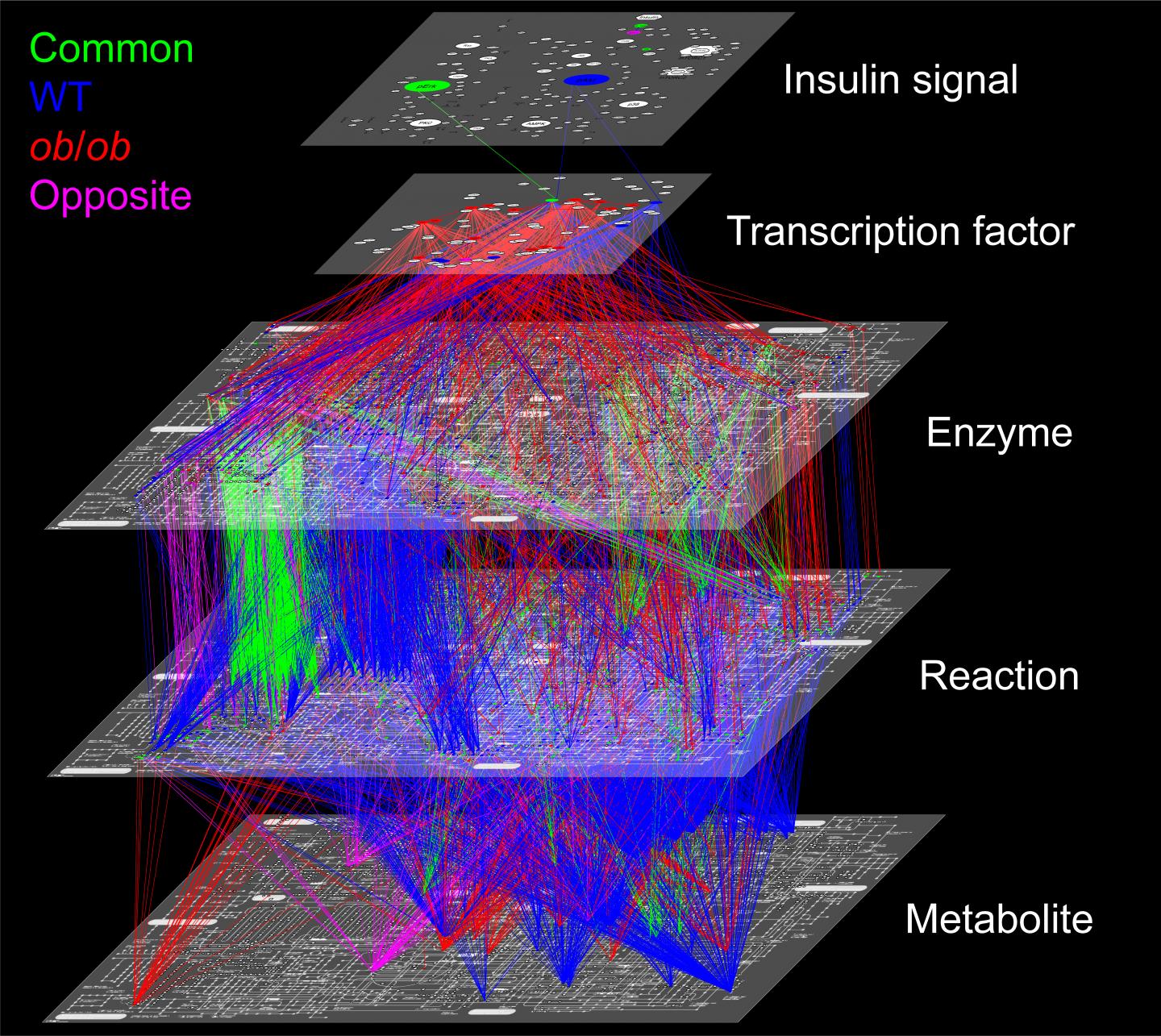 Regulatory networks for metabolism of healthy and obese mice