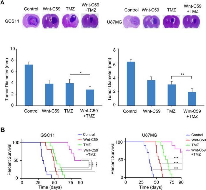 Wnt-C59 in combination with temozolomide (TMZ) inhibits tumor formation and improves mice survival in vivo.