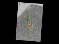 Multi-Scale Reconstructions of a Cortical Minicolumn
