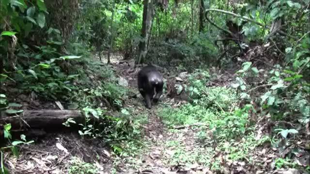 Wild Chimpanzee Caring for Her Disabled Child (2 of 2)