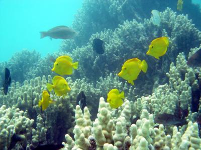 Yellow Tangs