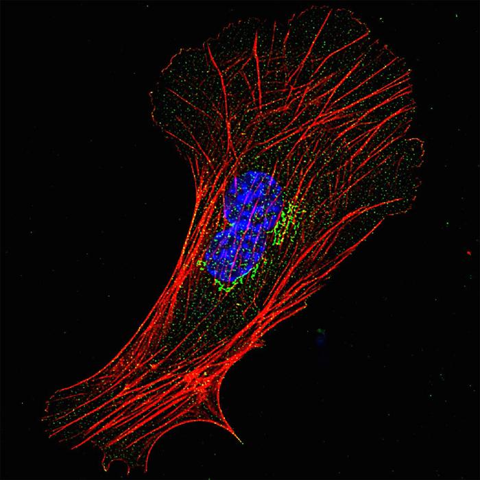 Coronin proteins