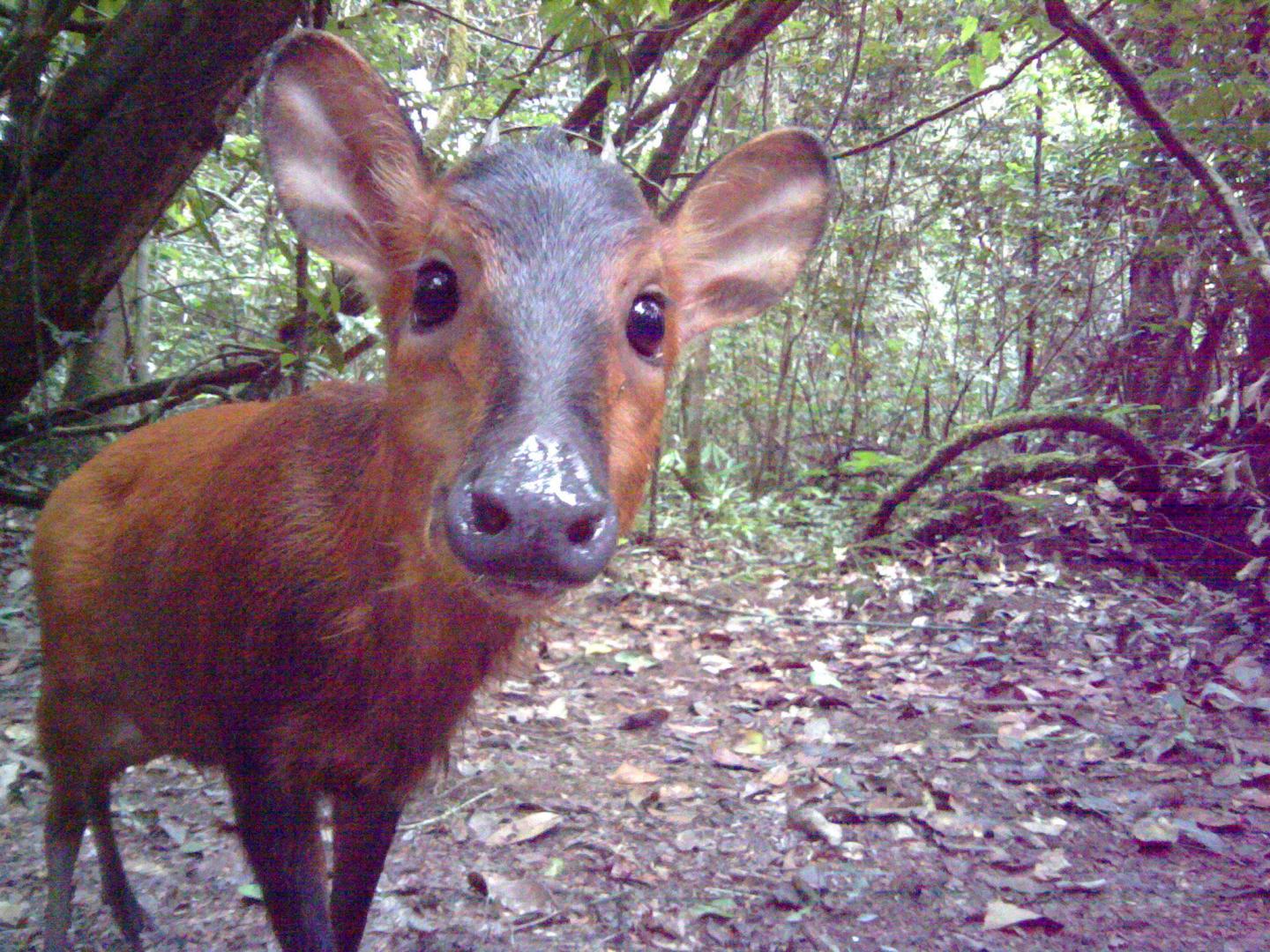Hunting By Humans Significantly Reduces Bird and Mammal Populations (2 of 12)