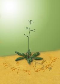 <I>Arabidopsis</I> Changes