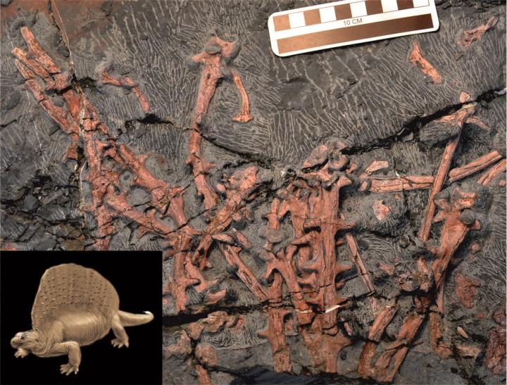 Fossilized Dorsal