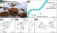<em>Acropora digitifera</em> Corals And Sampling