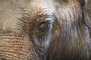 Close-up of the face of an Asian elephant