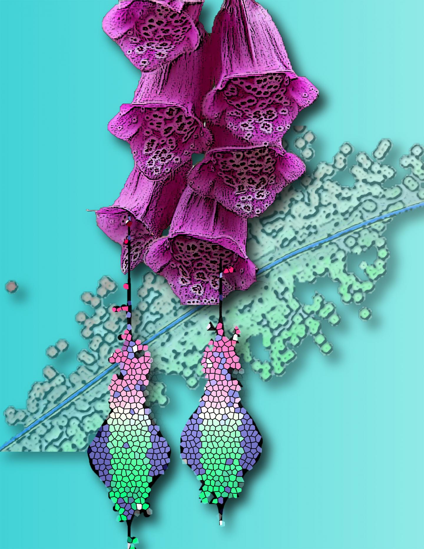 Foxglove