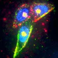 Targeting Cancer Cells