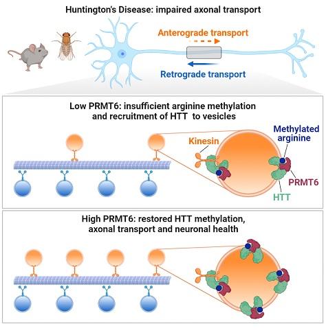 Huntington's Disease: impaired axonal transport