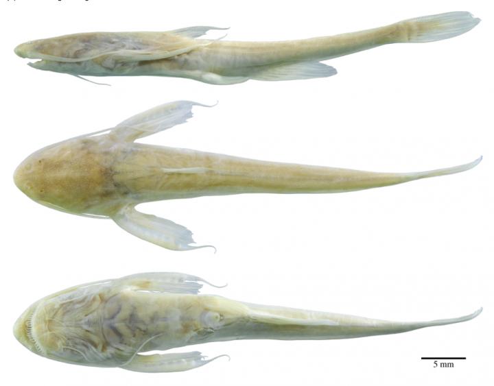 <i>Xyliphius sofiae</i>