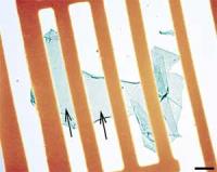 Graphene Membrane in a Gold Wire Scaffold