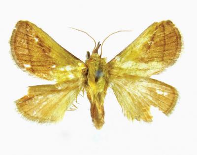 <i>M. tanaognatha</i>