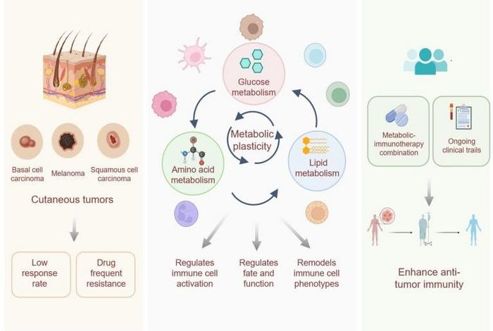 Schematic Overview of Immune Cell Metabolic Reprogramming and Metabolic Intervention in Cutaneous Tumors.