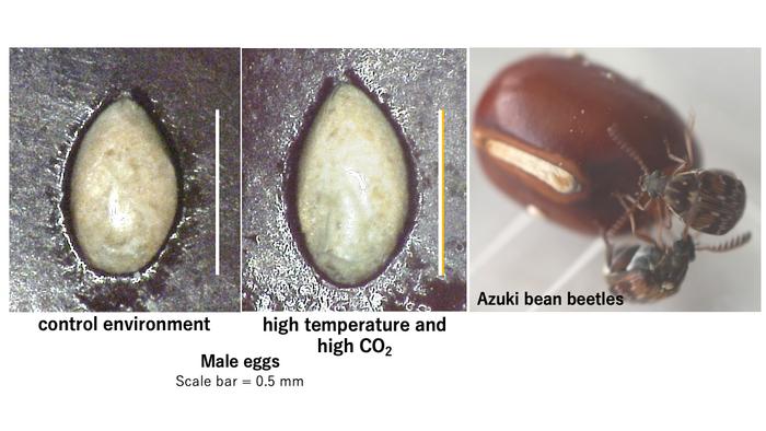 Azuki bean beetles and variation in egg size across environmental conditions