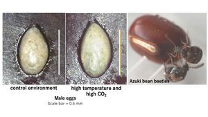 Azuki bean beetles and variation in egg size across environmental conditions