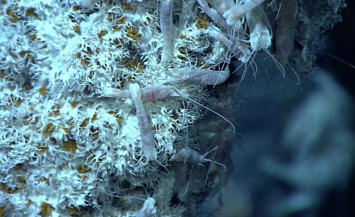 Deep sea worm fights ‘poison with poison’ to survive high arsenic and sulfide levels