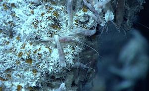 Deep sea worm fights ‘poison with poison’ to survive high arsenic and sulfide levels