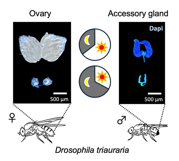 Quantitation of diapause induction in male and female fruit flies.