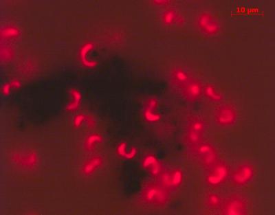 Microscopy Image