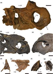 Nasal structures of ceratopsid dinosaurs